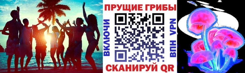 наркота  Петропавловск-Камчатский  Псилоцибиновые грибы мицелий 